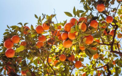 How can I get a non-lucrative Visa (NLV) to live in Spain 2023?
