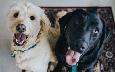 Moving Abroad or Travelling With Pets